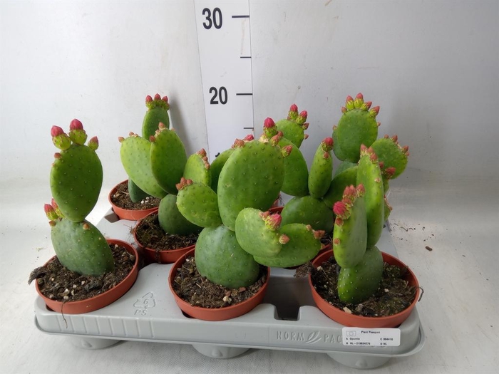<h4>Opuntia</h4>