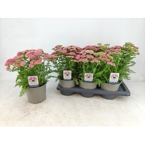 ACHI MILLEFOLIUM