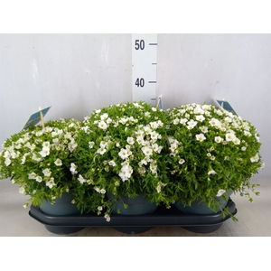 Arenaria montana