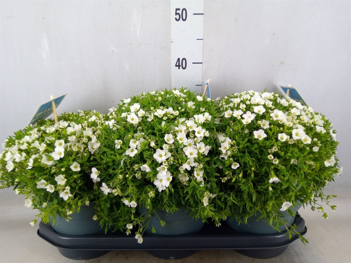 <h4>Arenaria montana</h4>