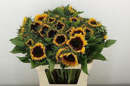 <h4>HELIAN AN SUNRICH ORANGE XXL</h4>