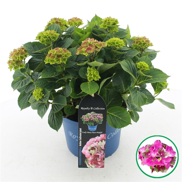 <h4>Hydrangea macr. Royalty® 'Lady Mata Hari'® Roze C5 (23cm.) Kn.</h4>