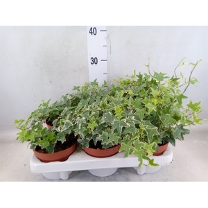 Hedera helix 'Mona Lisa'