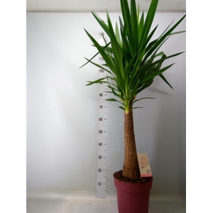 Yucca elephantipes   ...