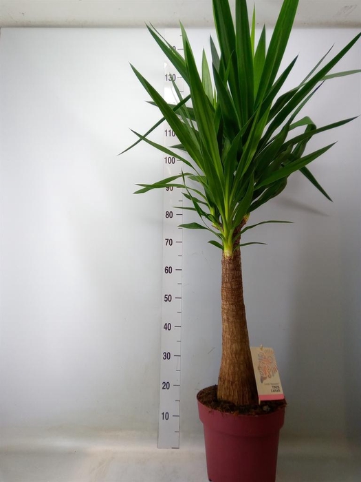 <h4>Yucca elephantipes   ...</h4>