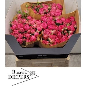 R Tr Pretty Giselle Diepers