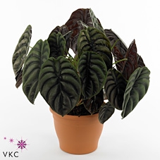 Alocasia Red Secret