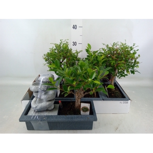 Bonsai   ...mix