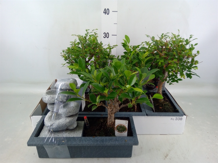 <h4>Bonsai   ...mix</h4>