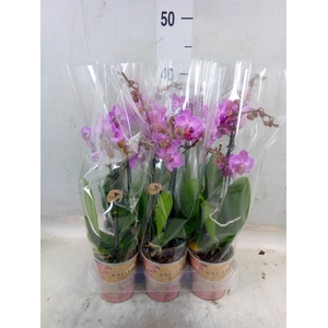 Phalaenopsis multi. 'Ant Stuttgart'