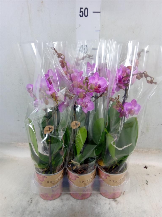 <h4>Phalaenopsis multi. 'Ant Stuttgart'</h4>