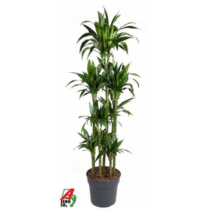 Dracaena Janet Craig 120-carrousel