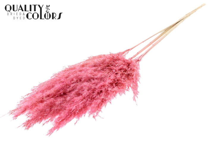 <h4>Pampas Grass 100cm 5st/bunch Bleached Frosted Pink</h4>