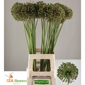ALLIUM ZAADBOLLEN