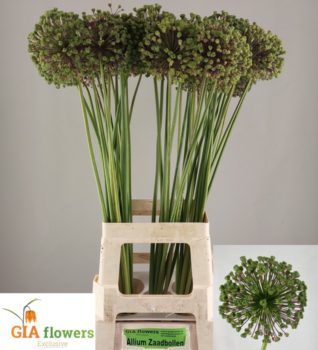 <h4>ALLIUM ZAADBOLLEN</h4>