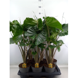 Alocasia macrorrhiza 'Stingray'