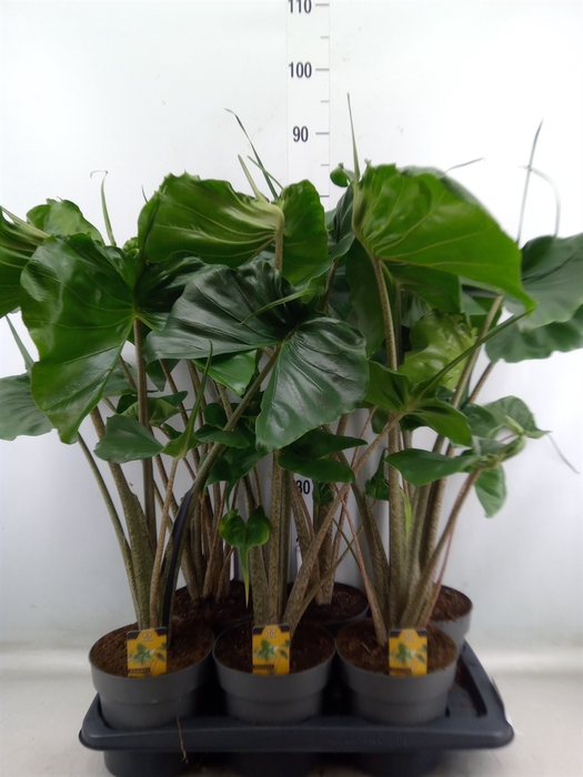 <h4>Alocasia macrorrhiza 'Stingray'</h4>