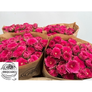 ROSA TR 'GRANDMAS GARDEN JOSY'