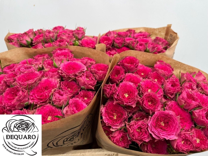 <h4>ROSA TR 'GRANDMAS GARDEN JOSY'</h4>