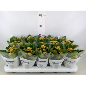 Kalanchoe  'RoseFlow Agnes'