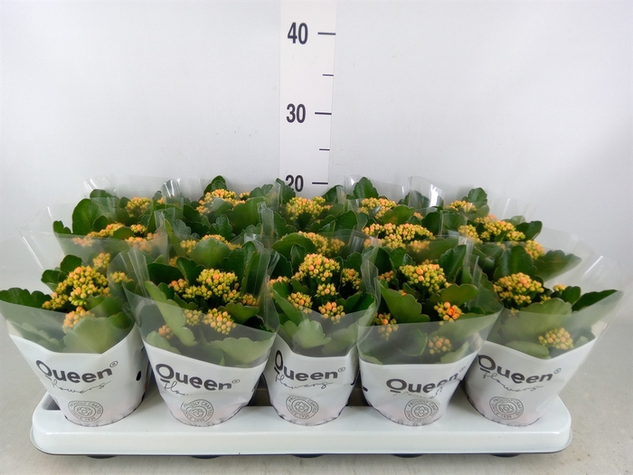 <h4>Kalanchoe  'RoseFlow Agnes'</h4>
