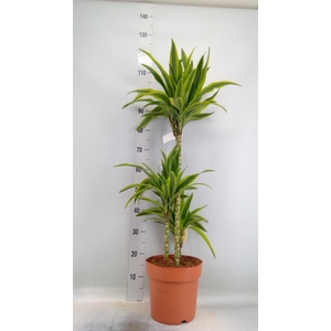 Dracaena fr de 'LemonLime'
