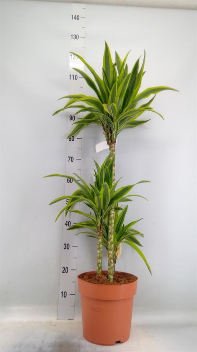<h4>Dracaena fr de 'LemonLime'</h4>