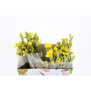 Narcis Ta Grand Soleil Dor