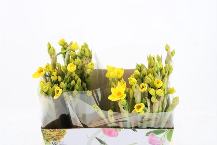 <h4>Narcis Ta Grand Soleil Dor</h4>