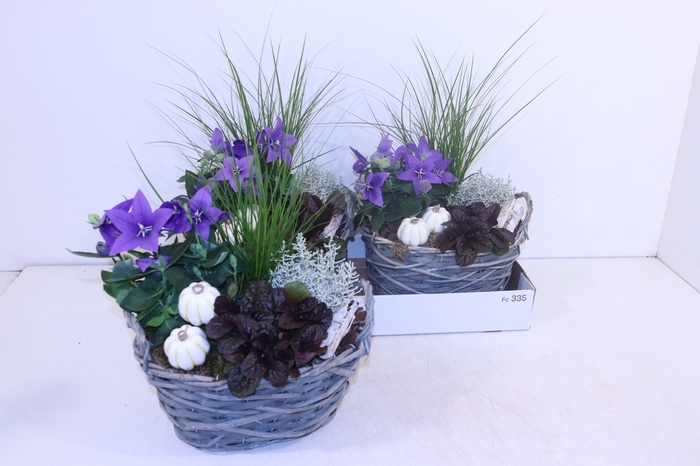 <h4>ARR TUINPLANTEN</h4>