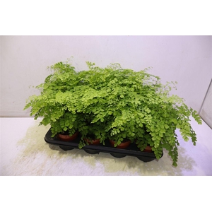 Adian Rad Fragrans