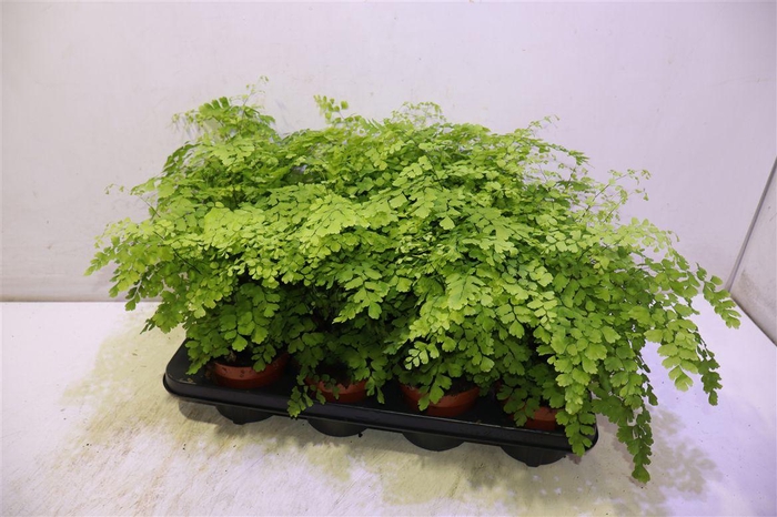 <h4>Adian Rad Fragrans</h4>