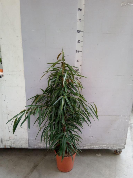 <h4>Ficus binn. 'Alii'</h4>