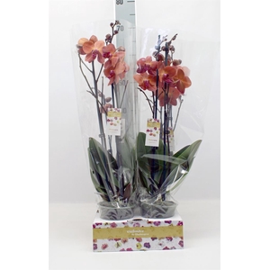 Phalaenopsis   ...