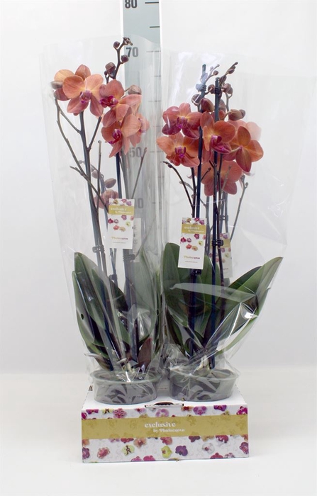 <h4>Phalaenopsis   ...</h4>