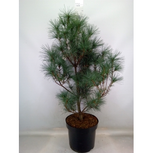 Pinus   ...