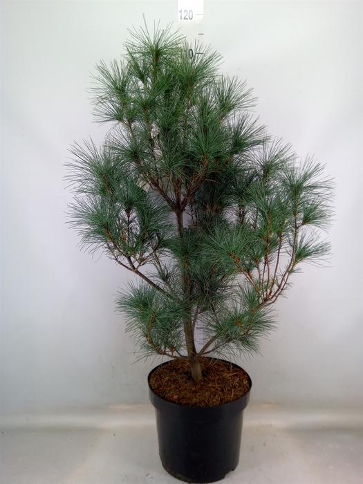 <h4>Pinus   ...</h4>