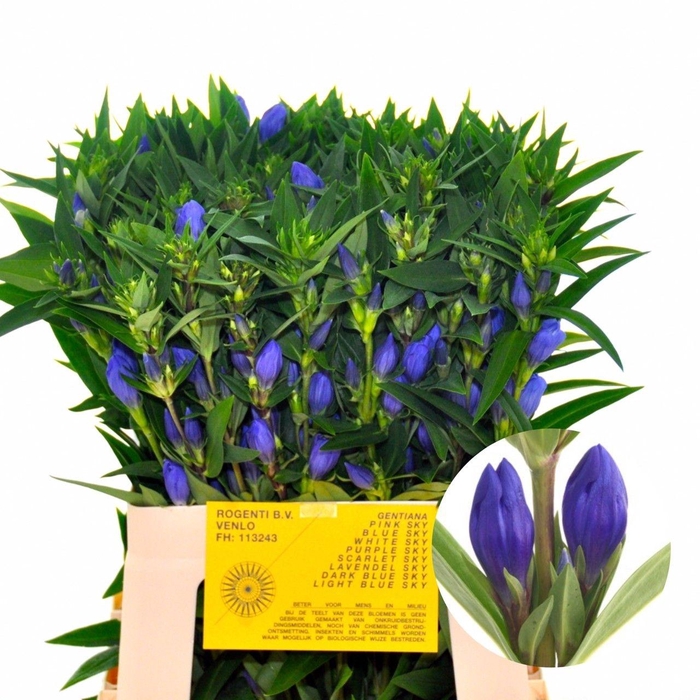 <h4>Genti Blue Sky</h4>