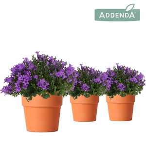 Campanula Addenda Ambella Intense purple in Terracotta pot