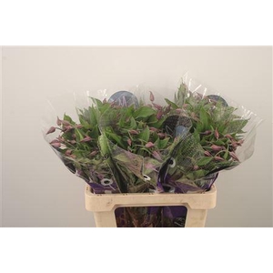 Clematis Blue Pirouette