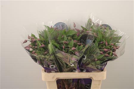 <h4>Clematis Blue Pirouette</h4>