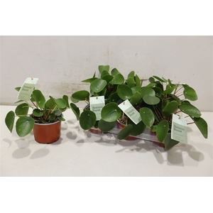 Pilea Peperomioides