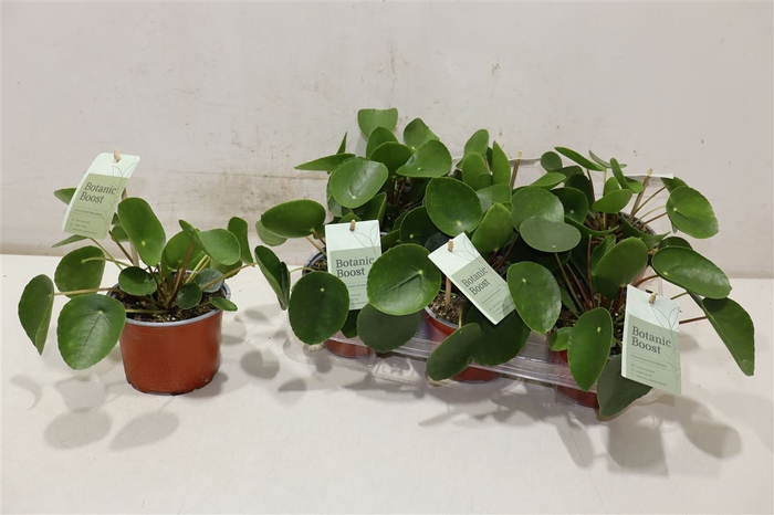 <h4>Pilea Peperomioides</h4>