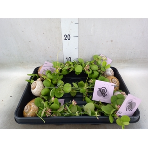 Arr.  Dischidia