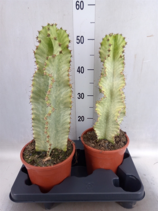 Euphorbia ingens 'Variegata'