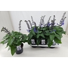 Salvia Black & Bloom