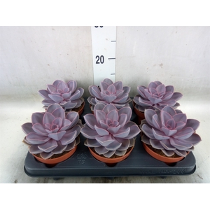 Echeveria  'Purple Pearl'