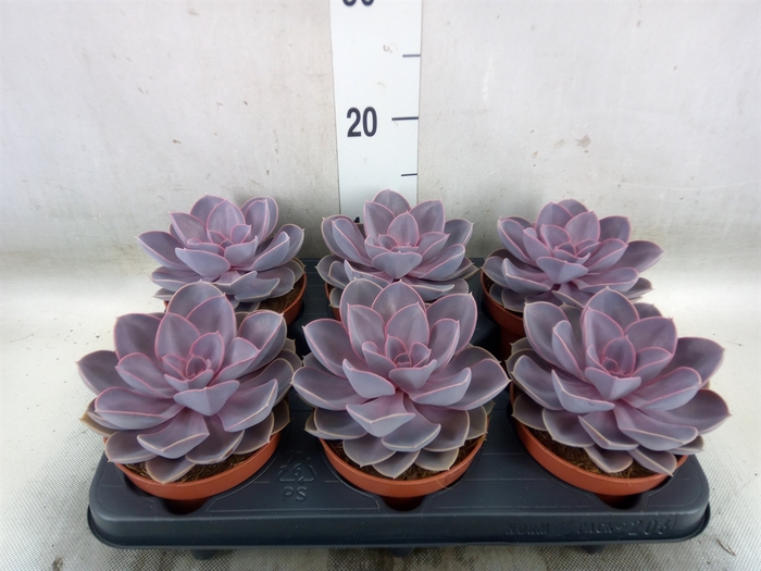 <h4>Echeveria  'Purple Pearl'</h4>