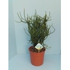 Bio Euphorbia tirucalli 35-TIRU19