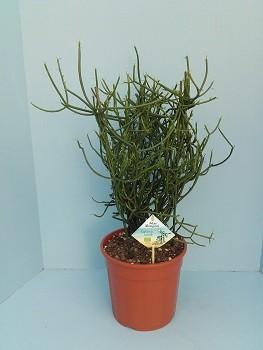 <h4>Bio Euphorbia tirucalli 35-TIRU19</h4>